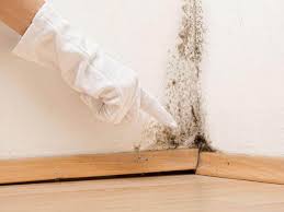 Best Commercial Mold Inspection  in Ormond By The Sea, FL